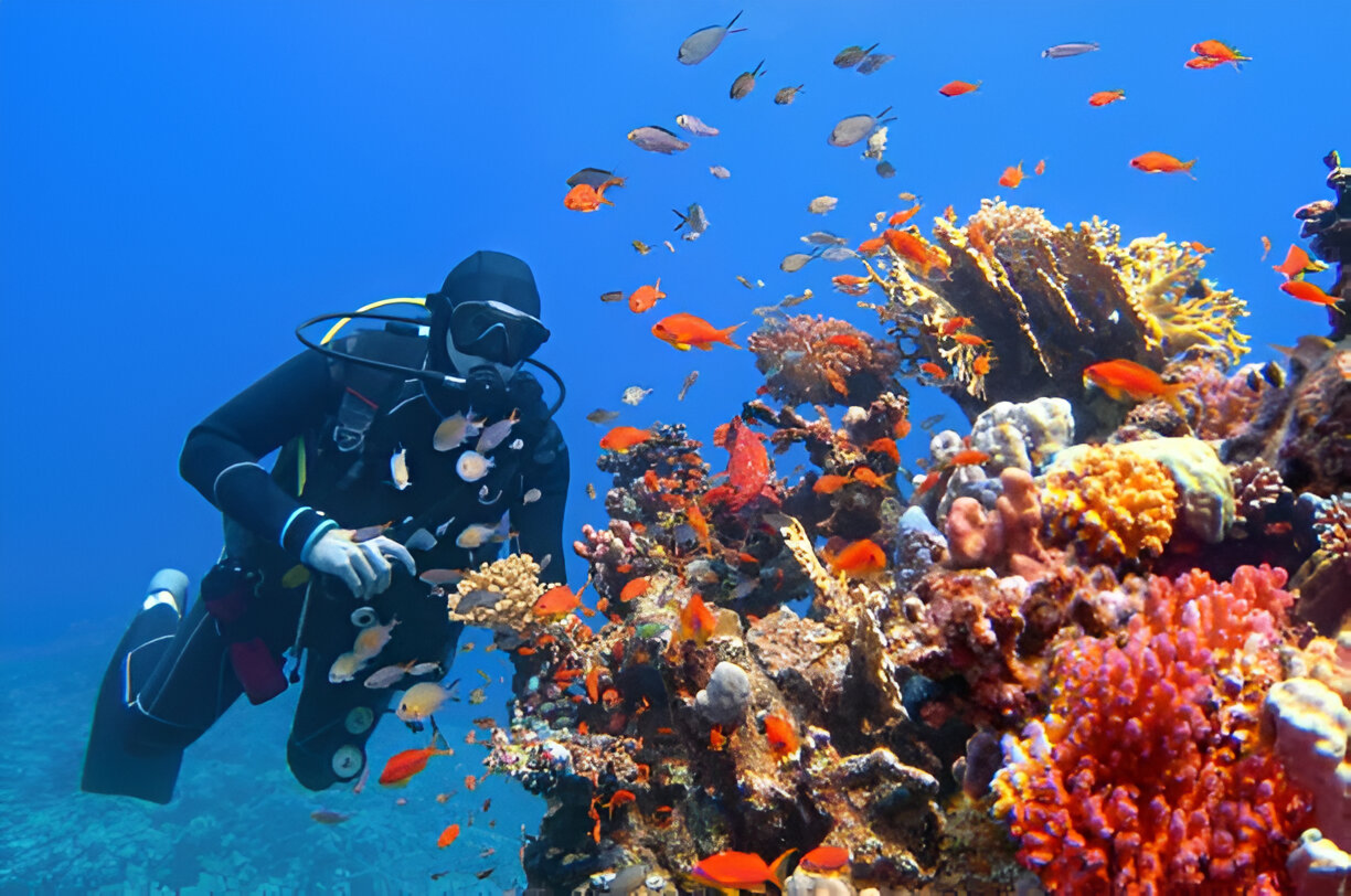 Abu Ramada Aquarium reef coral garden with tropical fish schools Hurghada
